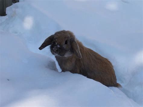 A Rabbit Is Sitting In The Snow Outside