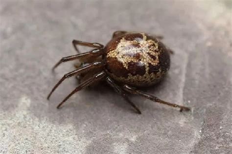 Most Venomous Spider In Uk Found In Nottinghamshire Nottinghamshire