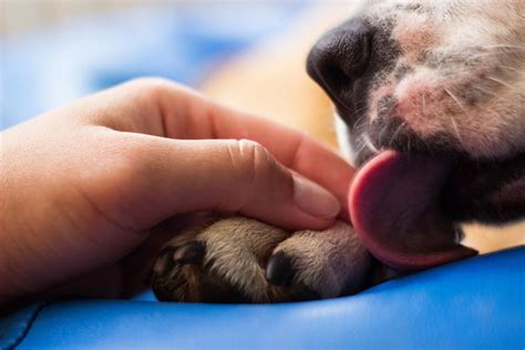 Being Licked By A Dog Can Be Fatal