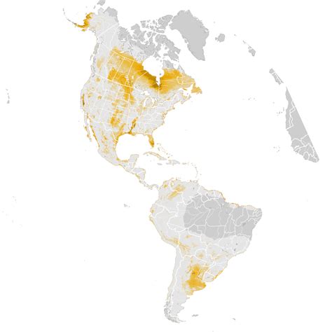 Greater Yellowlegs Abundance Map Post Breeding Migration Ebird