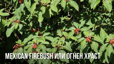 Hamelia Species Firecracker Shrub Mexican Firebush