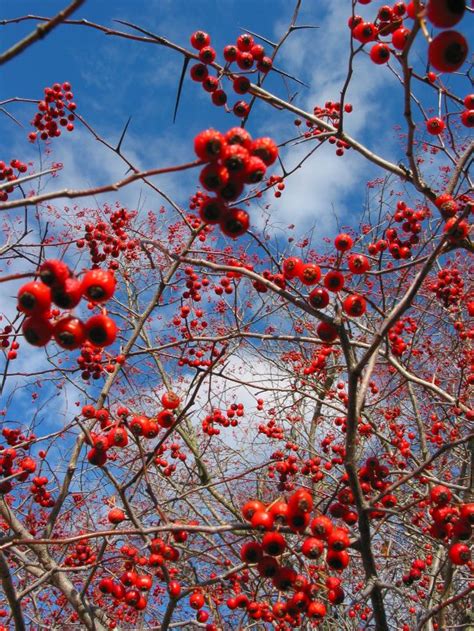 Native Plants Add Winter Interest To Your Garden Friends Of Lake Wingra