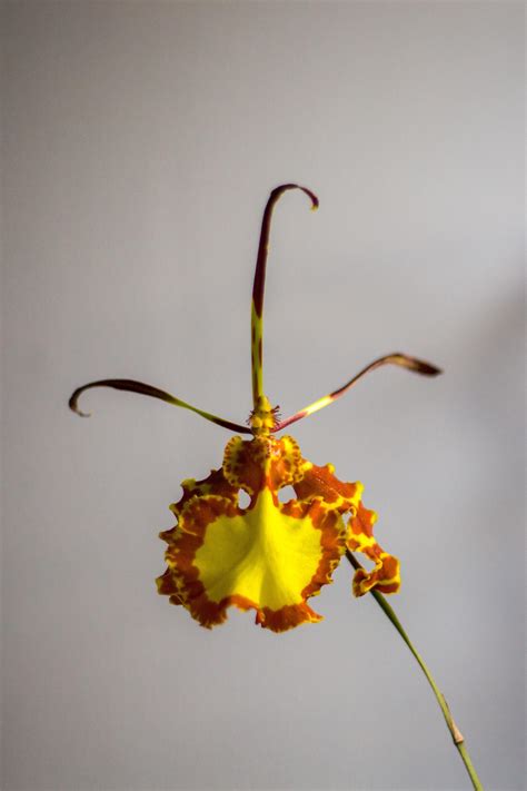 Psychopsis papilio never fails to impress. It blooms continuously if