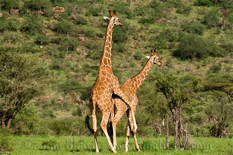 Giraffes Mating Images And Pictures Becuo