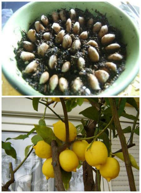 How To Grow An Endless Supply Of Lemons From Seed Iseeidoimake
