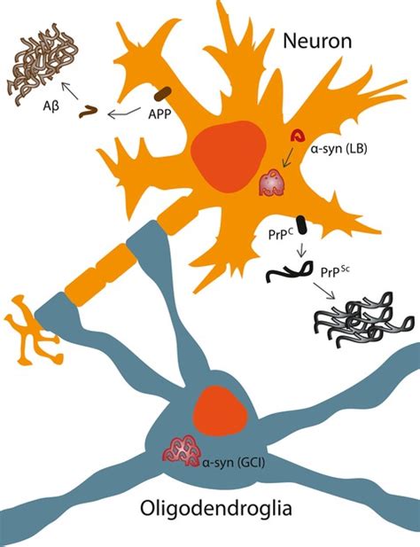 Pathogenic Mechanisms Of Prion Protein Amyloid‐β And α‐synuclein