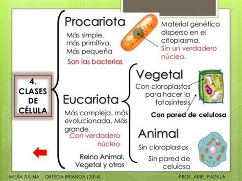 Tipos De Celula Cuadro Comparativo Images