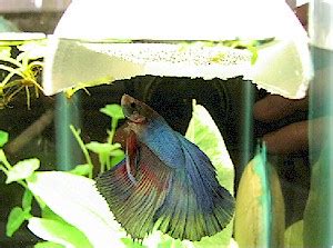 Berikut ini terdapat cara beberapa cara merawat ikan laga, antara lain: tip cara menjaga ikan laga yang hampir mati: cara ...
