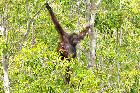 Indonesia Wildlife – Ramdas Iyer Photography