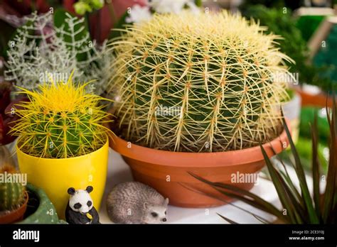 Golden Barrel Cactus With Long Yellow Thorns In A Decorative Pot Stock