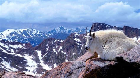 47 Bing Mountain Goat Wallpaper Wallpapersafari
