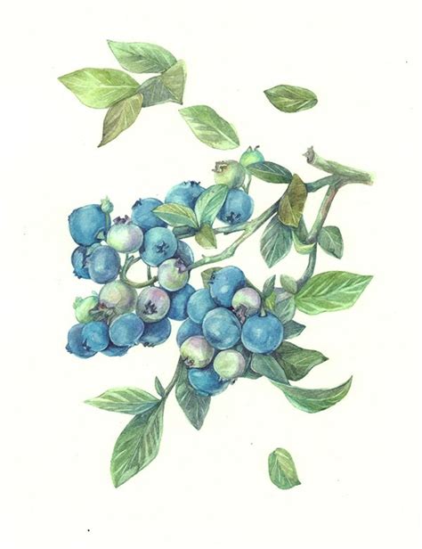 Watercolor Painting Of Blueberries And Leaves