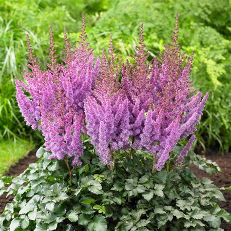 Astilbe Chinensis Purple Rain 3 Bare Roots Longfield Gardens