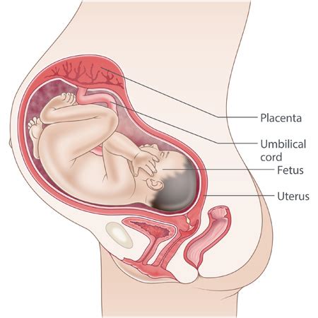 During pregnancy the areola become darker w thicker tissues ; 34 weeks pregnant | Raising Children Network