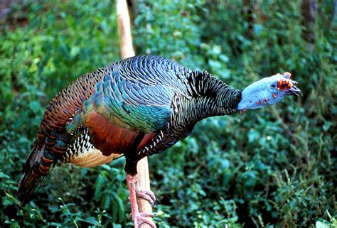 Select the subjects you want to know more about on euronews.com. Ocellated turkey - Wikipedia