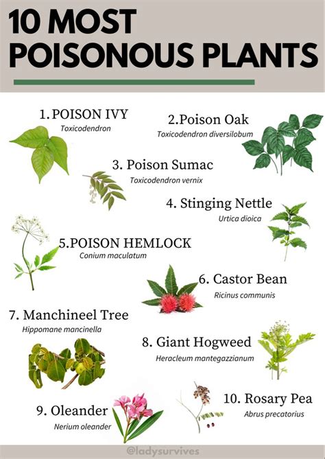 10 Most Poisonous Plants Plants To Avoid Toxic Plants Dangerous