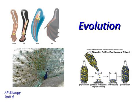 Ppt Evolution Ap Biology Unit 4 History Of Evolutionary Theory Linnaeus Developed A System Of