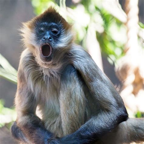 Spider Monkey Facts History Useful Information And Amazing Pictures