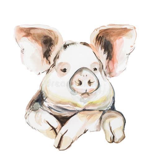 Watercolor Hand Drawn Pig Head Illustration Painted Sketch Isolated On