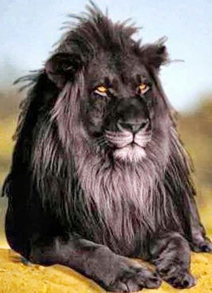 Rare Black Lion Wild Animals Pinterest Black Lion Lion And Black