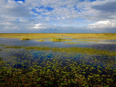 Everglades River Of Grass Adventures Miami 2022 Alles Wat U Moet