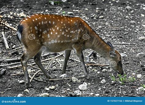 Sika Deer Female 2 Stock Photo Image Of Wood Environment 157027156
