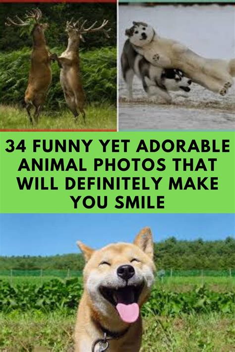 34 Funny Yet Adorable Animal Photos That Will Definitely Make You Smile