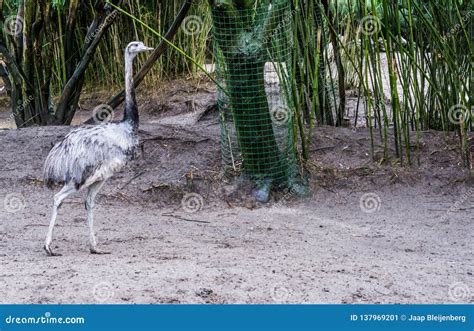 Grey Rhea Walking In The Sand Big Flightless Bird From America Near