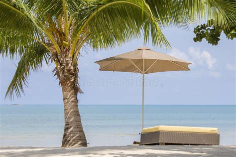 Beautiful Tropical Beach Palm Tree Sea Water Umbrella