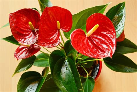 How To Care For Anthurium The Easy Way Flamingo Flower Smart Garden