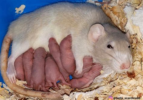 Signs Your Pet Rat Is Pregnant A Guide For Rat Owners