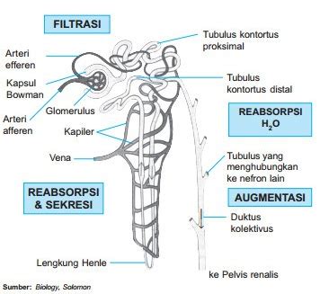 Maybe you would like to learn more about one of these? GINJAL (PEMBENTUKAN DAN PENGELUARAN URINE) ~ MATERI DAN ...