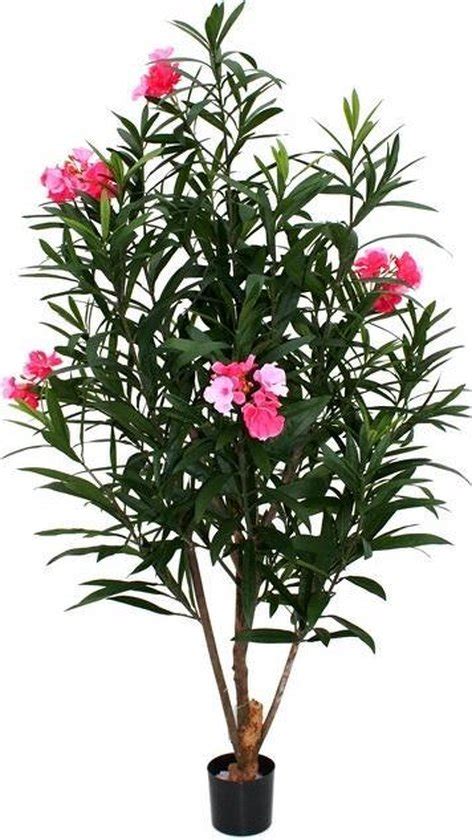 From wikimedia commons, the free media repository. bol.com | Oleander Deluxe 150cm rose
