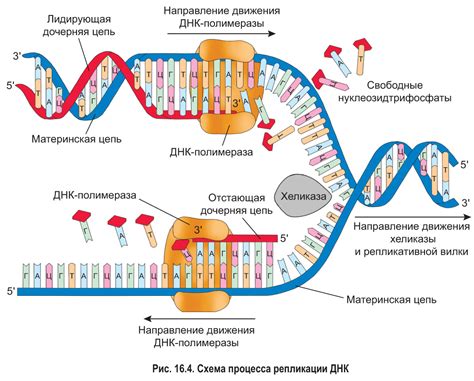 16 Клеточный цикл Репликация ДНК Репликация ДНК