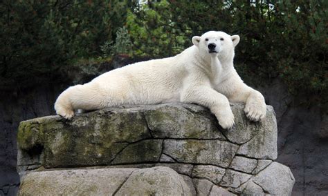 Female Polar Bear Raises Hopes Of Birth In Captivity Environment