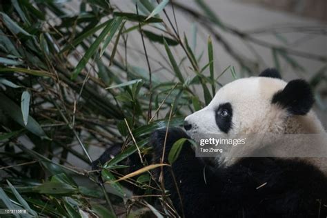 A Giant Panda Eats Bamboo At Chengdu Research Base Of Giant Panda