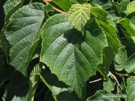 This in turn can also help to normalize find low hazelnut plant offers for extra savings on snacks on alibaba.com. Corylus americana - American Hazelnut Photo Gallery