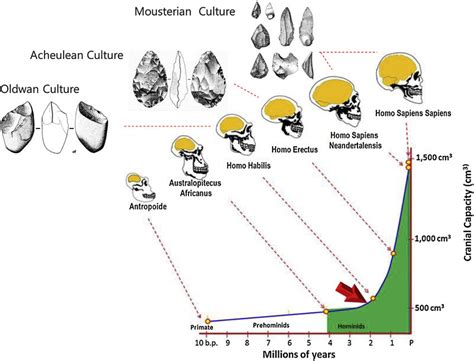Transition Of Cranial Capacity Ordinate Along The Evolutionary
