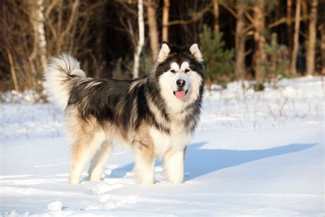 5 Dog Breeds For Cold Weather Pupprotips