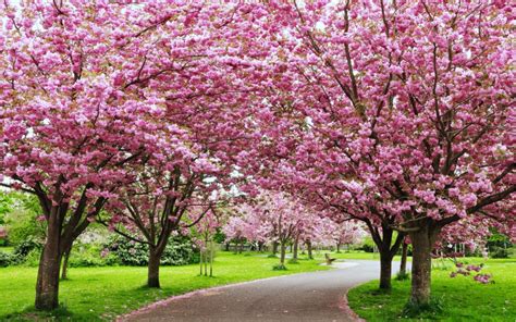 Indias 2nd Autumn Cherry Blossom Festival In Shillong Know It All