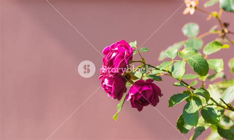 Red Roses Flowers Blooming Royalty Free Stock Image Storyblocks