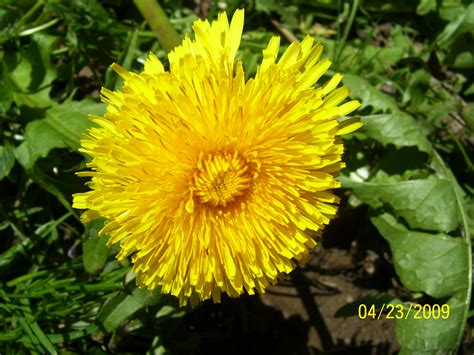 Free Photo Dandy Lion Bloom Dandelion Flower Free Download Jooinn