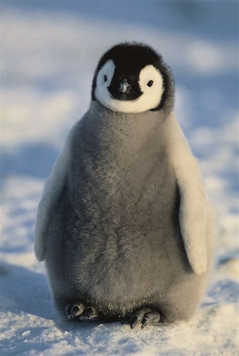 2588 Best Images About Penguins On Pinterest Baby Penguins Cute