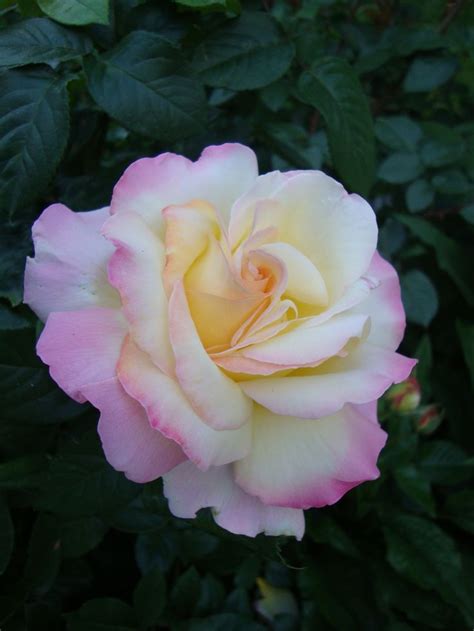 Besides good quality brands, you'll also find plenty of discounts when you shop for pink promise ring during big sales. Peace rose introduced in the 1940's (This photo is close ...