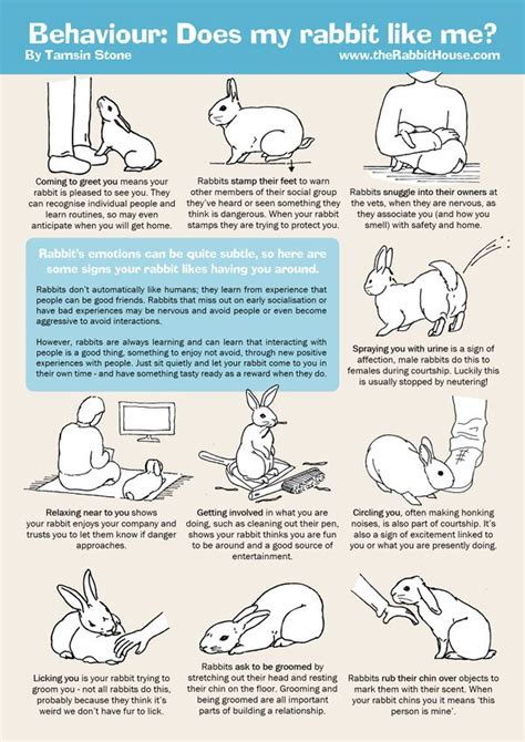 Understanding Your Rabbit Wabbitwiki