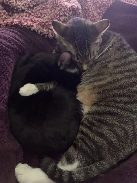 My Babies Love To Cuddle Cats