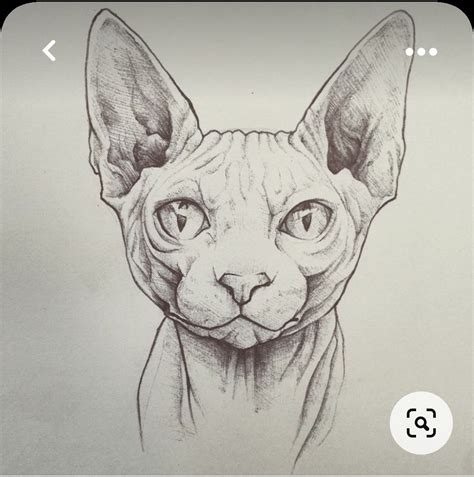 Sphinx Tattoo Cat Tattoo Cat Drawing Drawing Sketches Sphinx Cat