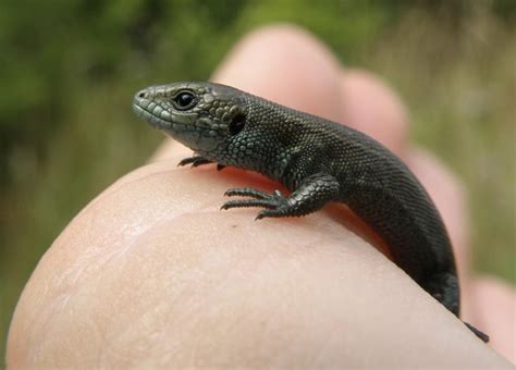 Baby Lizards Reptiles And Amphibians Of The Uk Forum Page 1
