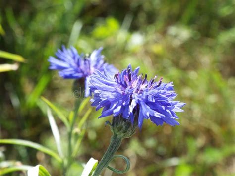 Blue Cornflowers In The Summer Garden Stock Image Image Of Summer