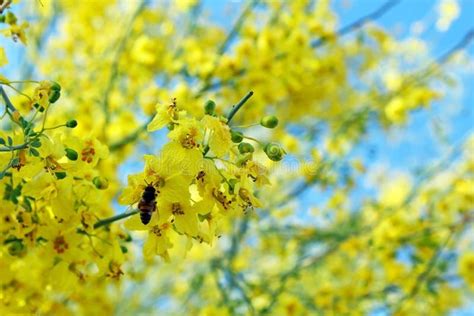 Palo Verde Beautiful State Tree Of Arizona Stock Photo Image Of